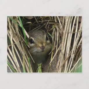 Cartão Postal Chipmunk sorridente