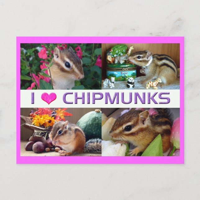 Cartão Postal Chipmunks Pohto (Frente)
