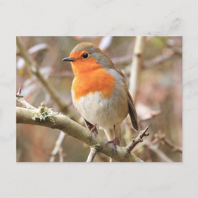 Cartão Postal Chirpy Robin (Frente)