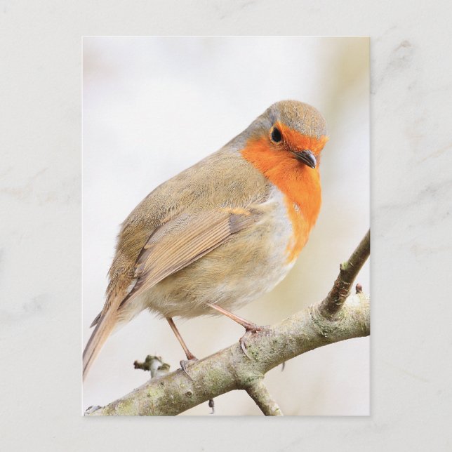 Cartão Postal Chirpy Robin (Frente)