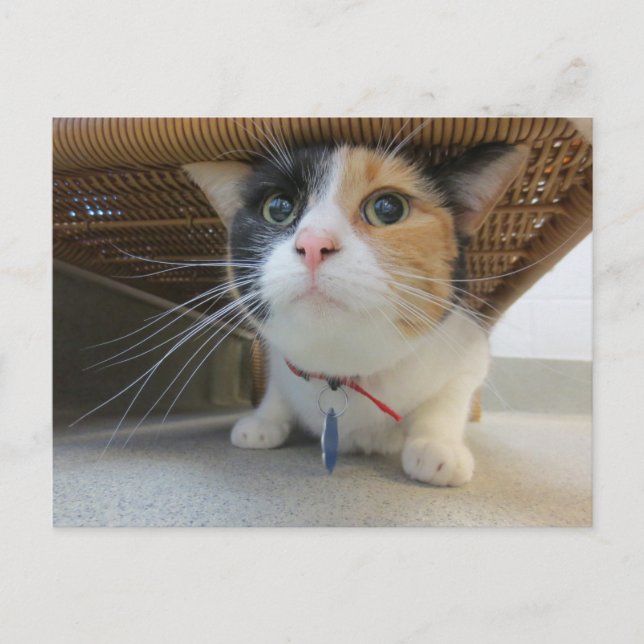 Cartão Postal Chita (Frente)