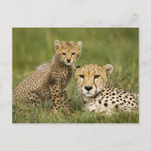 Cartão Postal Chita, Acinonyx jubatus, com Cub