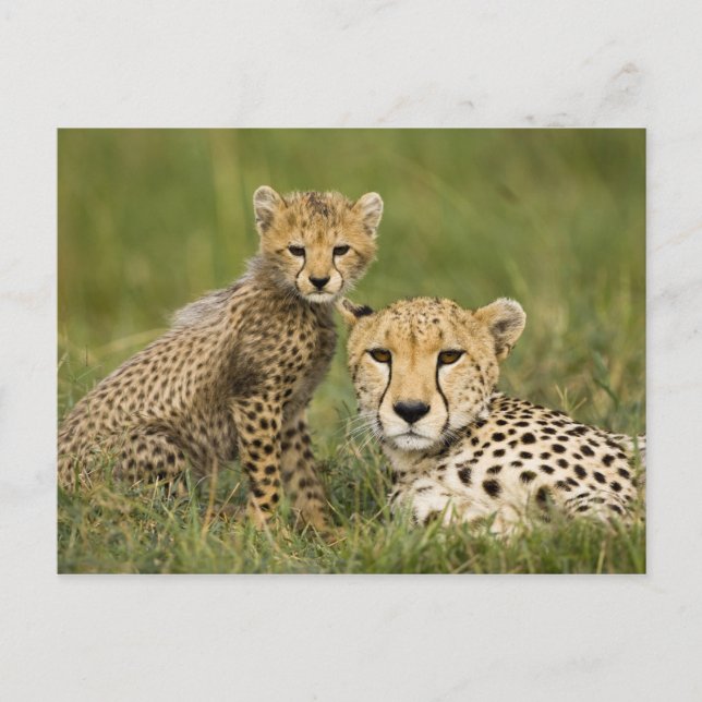 Cartão Postal Chita, Acinonyx jubatus, com Cub (Frente)