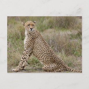 Cartão Postal Chita masculina, Acinonyx jubatus, Serengeti,