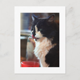 Cartão Postal Chloe Licks