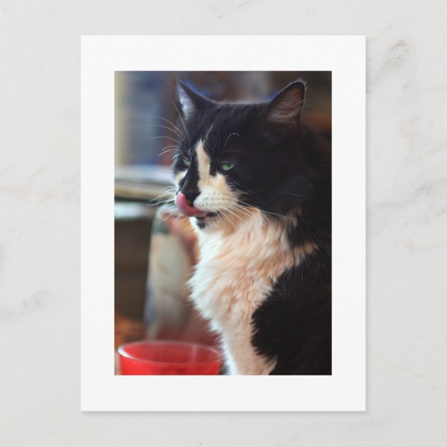 Cartão Postal Chloe Licks (Frente)