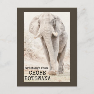 Cartão Postal Chobe Botswana Elephant