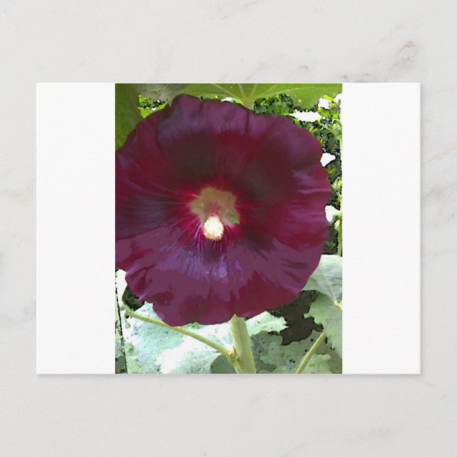 Cartão Postal Chocolate Hollyhock (Frente)