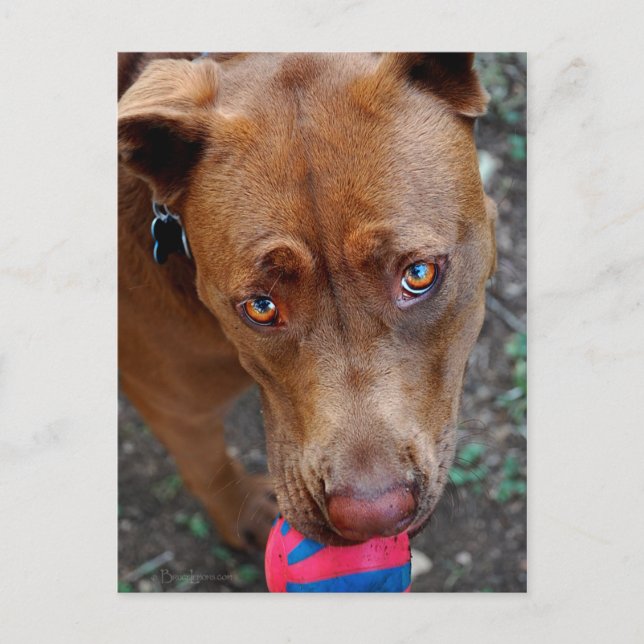 Cartão Postal Chocolate Lab Mistura Cachorro com Bola 2 (Frente)