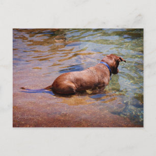 Cartão Postal Chocolate Lab Mistura Cachorro Nadação 10