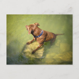 Cartão Postal Chocolate Lab Mistura Cão Nadado 6