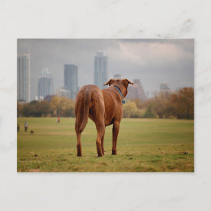 Cartão Postal Chocolate Lab - Mix Dog - Austin TX