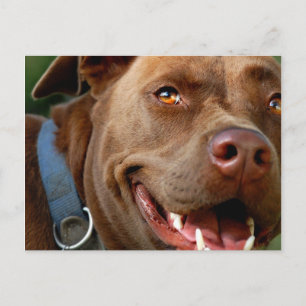 Cartão Postal Chocolate Lab Pit Mix Dog Feliz Sorriso