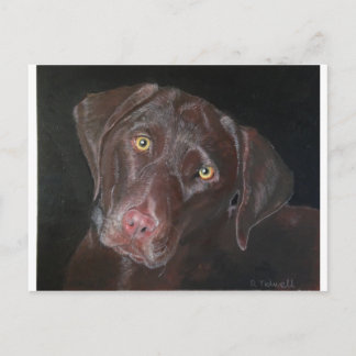 Cartão Postal Chocolate Labrador