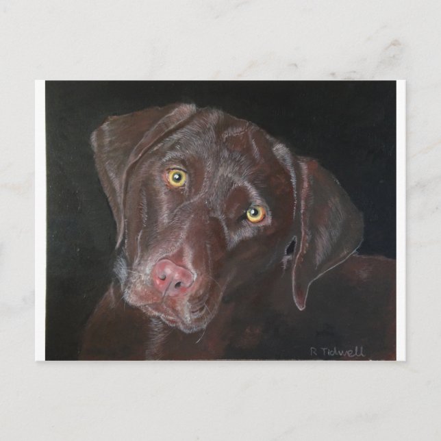 Cartão Postal Chocolate Labrador (Frente)