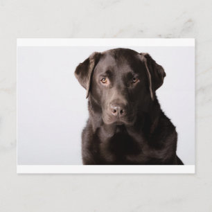 Cartão Postal Chocolate Labrador