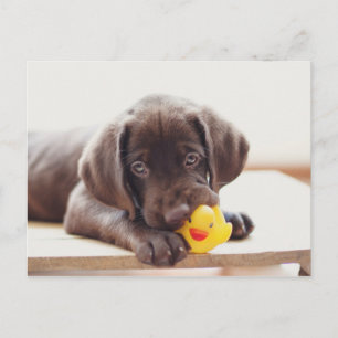 Cartão Postal Chocolate Labrador Puppy Com Pato De Brinquedo