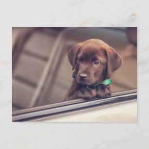 Cartão Postal Chocolate Labrador Puppy No Carro