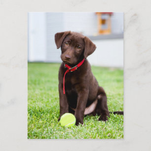 Cartão Postal Chocolate Labrador Puppy With Tennis Ball