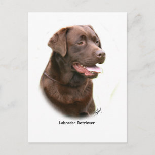 Cartão Postal Chocolate Labrador Retriever