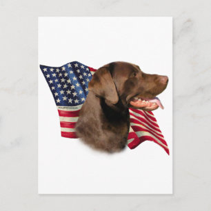 Cartão Postal Chocolate Labrador Retriever American Flag