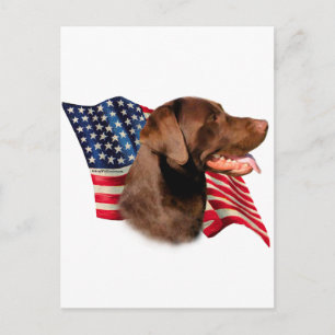 Cartão Postal Chocolate Labrador Retriever American Flag