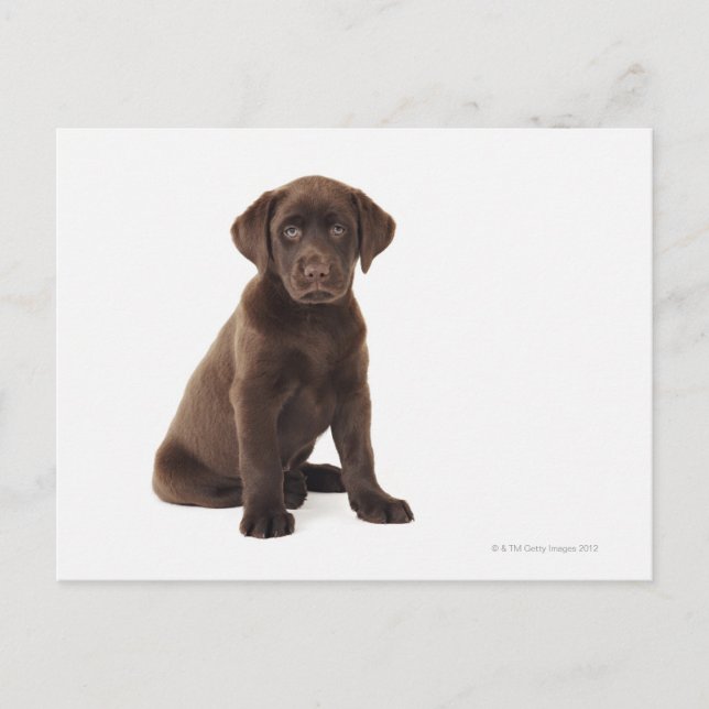 Cartão Postal Chocolate Labrador Retriever Puppy (Frente)