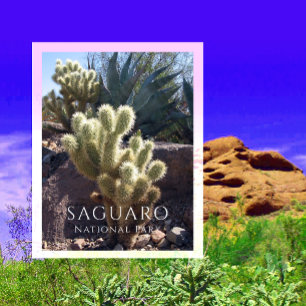 Cartão Postal Cholla Cactus, Agave, Saguaro National Park, AZ Po