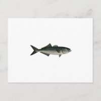 Chopper Bluefish