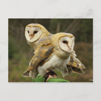 Cartão Postal Chouette