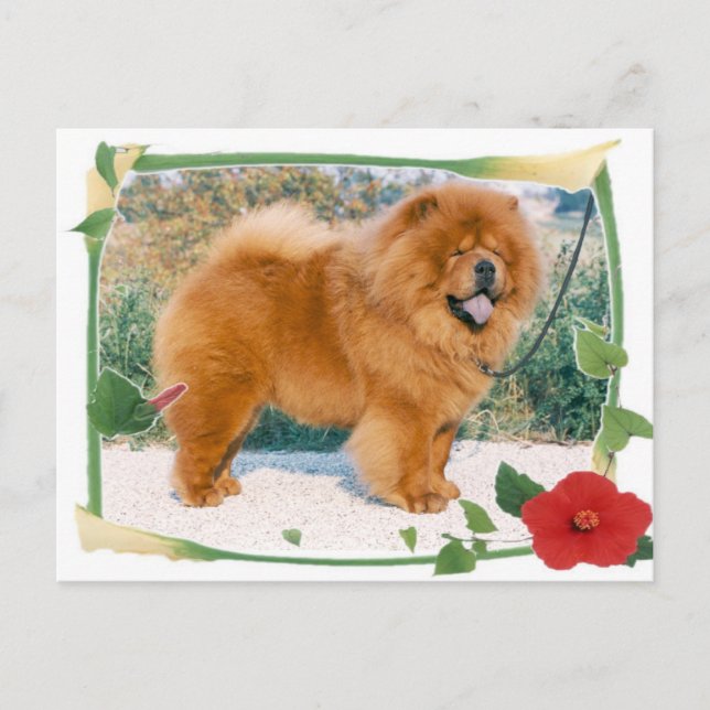 Cartão Postal Chow-Chow (Frente)