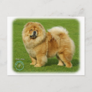 Cartão Postal Chow Chow 9B008D-17