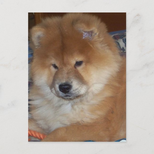 Cartão Postal Chow Chow Pup (Frente)