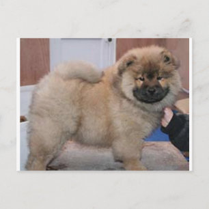 Cartão Postal chow chow pup.png
