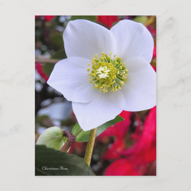 Cartão Postal Christmas Rose [Postcard] (Frente)