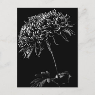 Cartão Postal Chrysanthemum