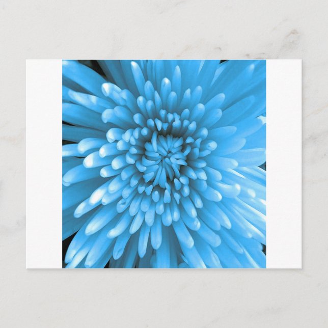 Cartão Postal Chrysanthemum Azul (Frente)