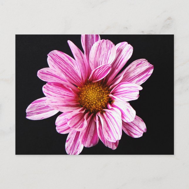 Cartão Postal Chrysanthemum Flower Pccnm (Frente)
