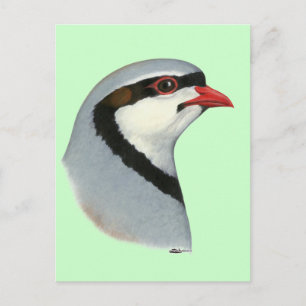 Cartão Postal Chukar:  Cabeça de Partridge