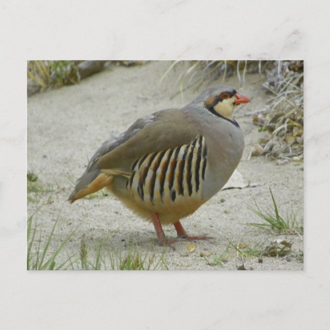 Cartão Postal Chukar Partridge (Frente)