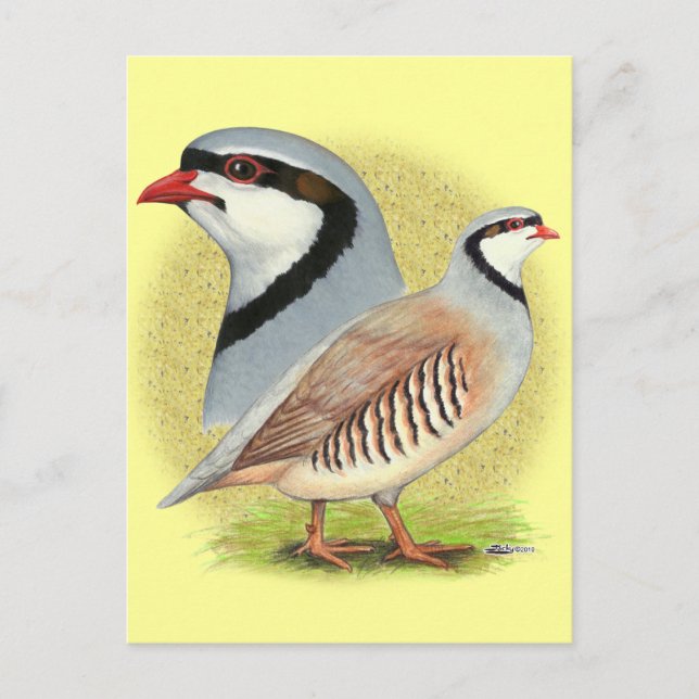 Cartão Postal Chukar Partridge Combo (Frente)