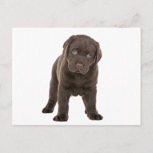 Cartão Postal Chunky Chocolate Labrador Puppy