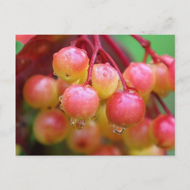 Cartão Postal Chuva e Berries (Frente)