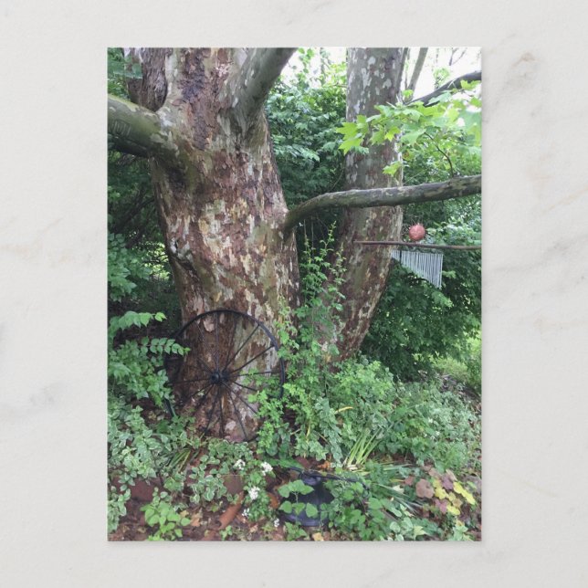 Cartão Postal Chuva suave no verão (Frente)