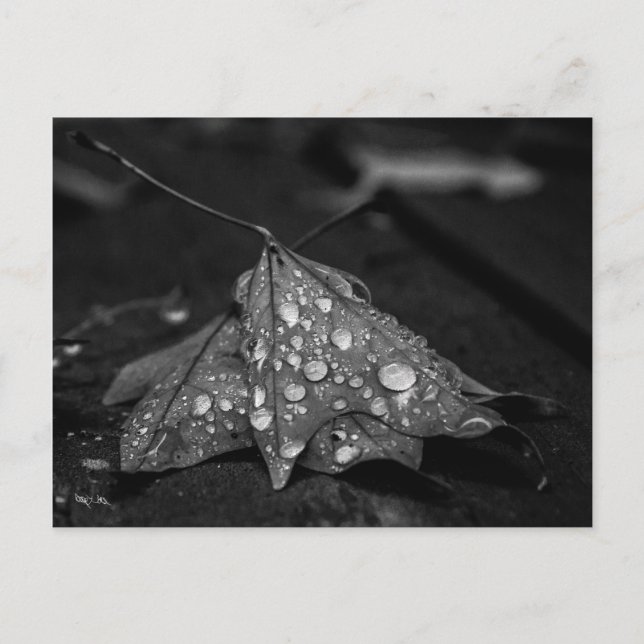 Cartão Postal Chuvas de Outono (Frente)