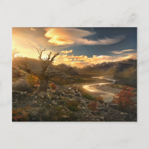 Cartão Postal Cião Da Natureza