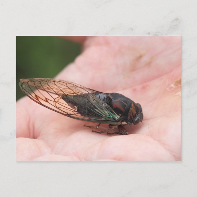 Cartão Postal Cicada (Frente)