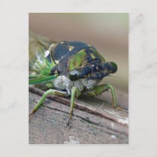 Cartão Postal Cicada