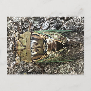 Cartão Postal Cicada