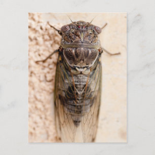 Cartão Postal cicada
